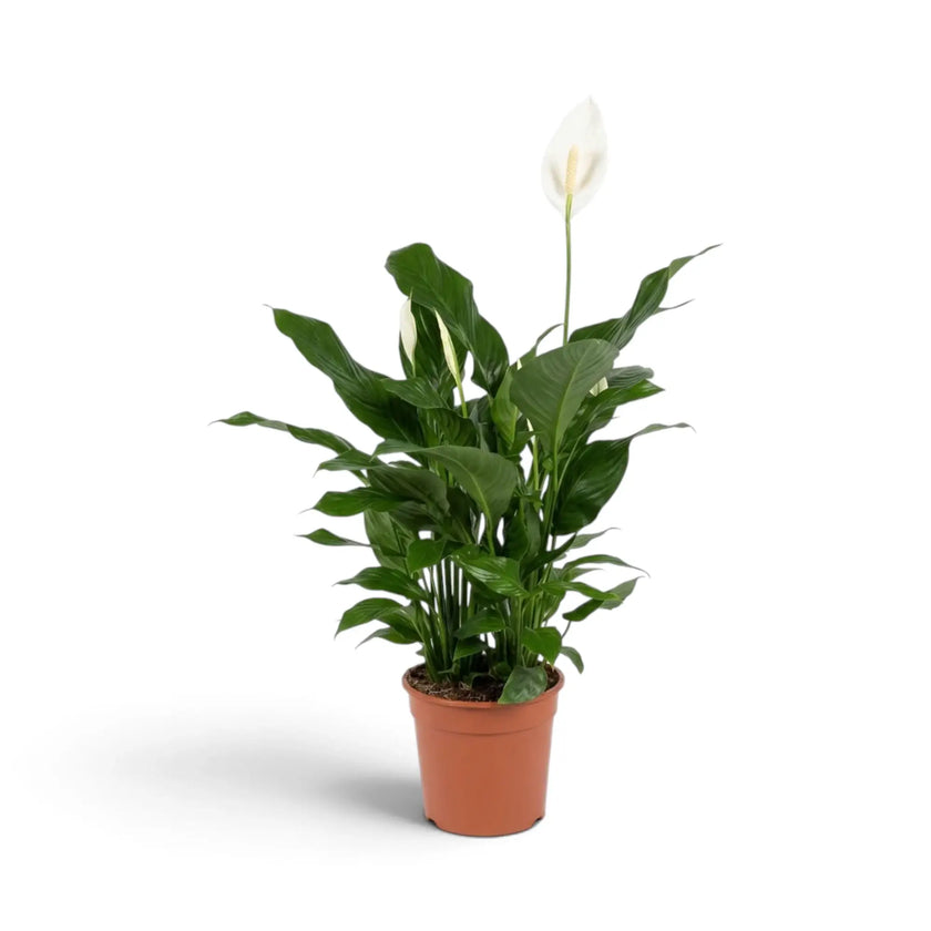 Upright Spathiphyllum 'Sweet Silvana' with a single tall white spathe