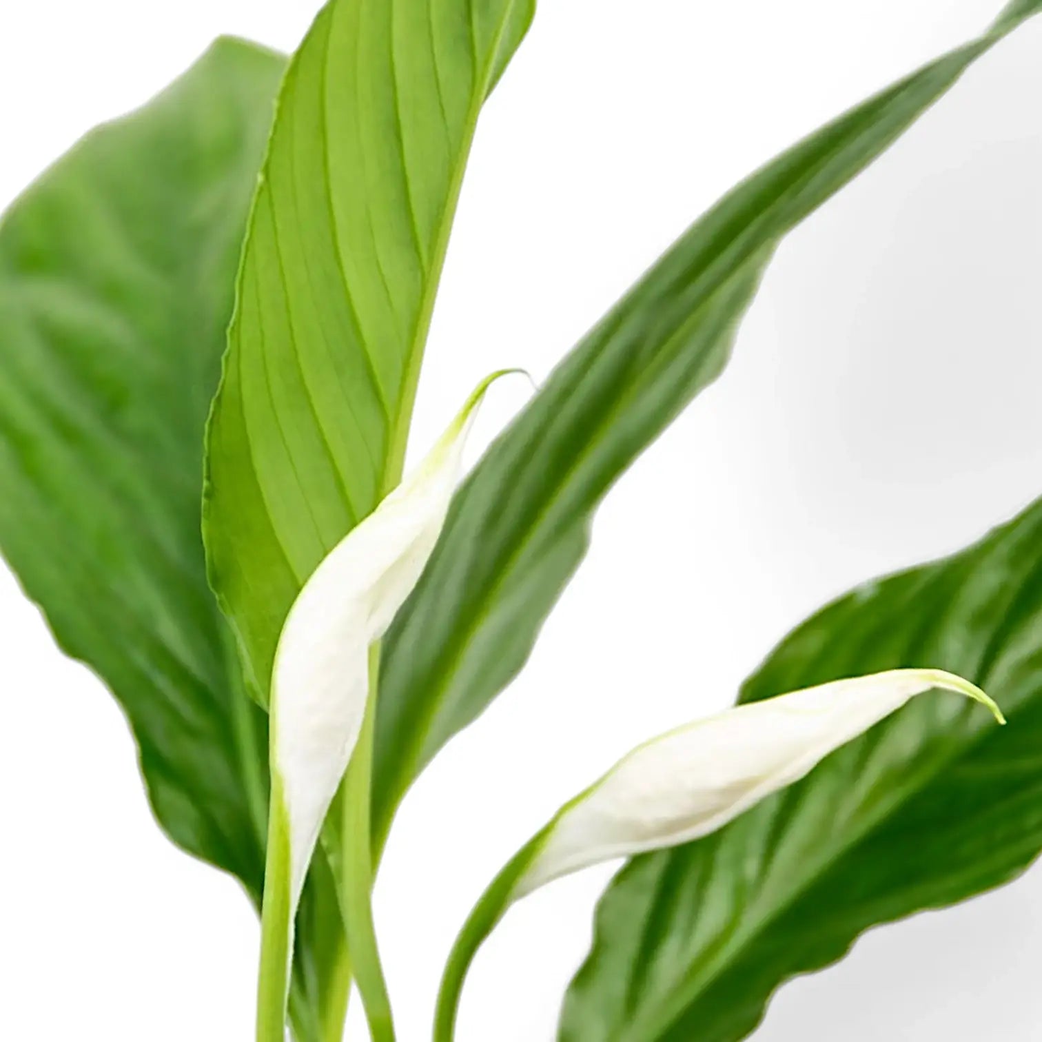 Nahaufnahme eines Blatts von Spathiphyllum 'Torelli' vor weißem Hintergrund.