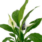 Detailaufnahme von Spathiphyllum ‘Torelli’ mit glänzenden grünen Blättern und weißen Hochblättern