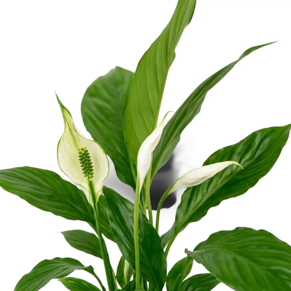 Detailaufnahme von Spathiphyllum ‘Torelli’ mit glänzenden grünen Blättern und weißen Hochblättern