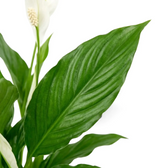 Detail von Spathiphyllum ‘Torelli’ mit weißen Hochblättern vor glänzendem grünem Laub
