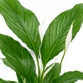 Nahaufnahme von Spathiphyllum ‘Torelli’ mit aufrechten weißen Hochblättern und zentralen Blütenkolben