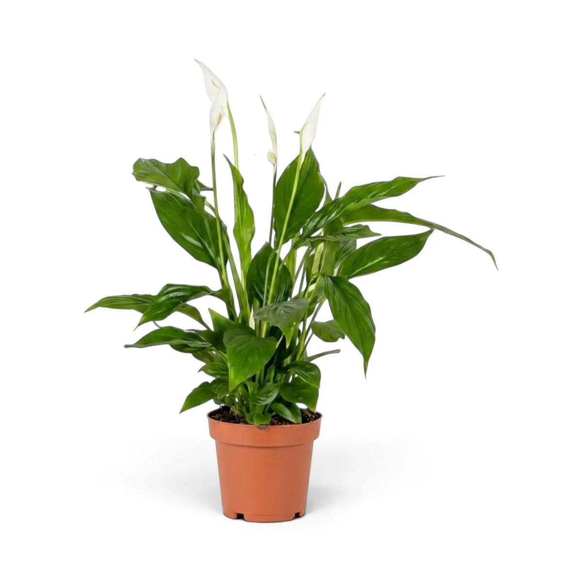 Spathiphyllum ‘Torelli’ im Kulturtopf mit dichtem dunkelgrünem Laub und aufrechten weißen Hochblättern