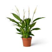 Gesamtansicht von Spathiphyllum ‘Torelli’ mit dunkelgrünen Blättern und aufrechten weißen Hochblättern