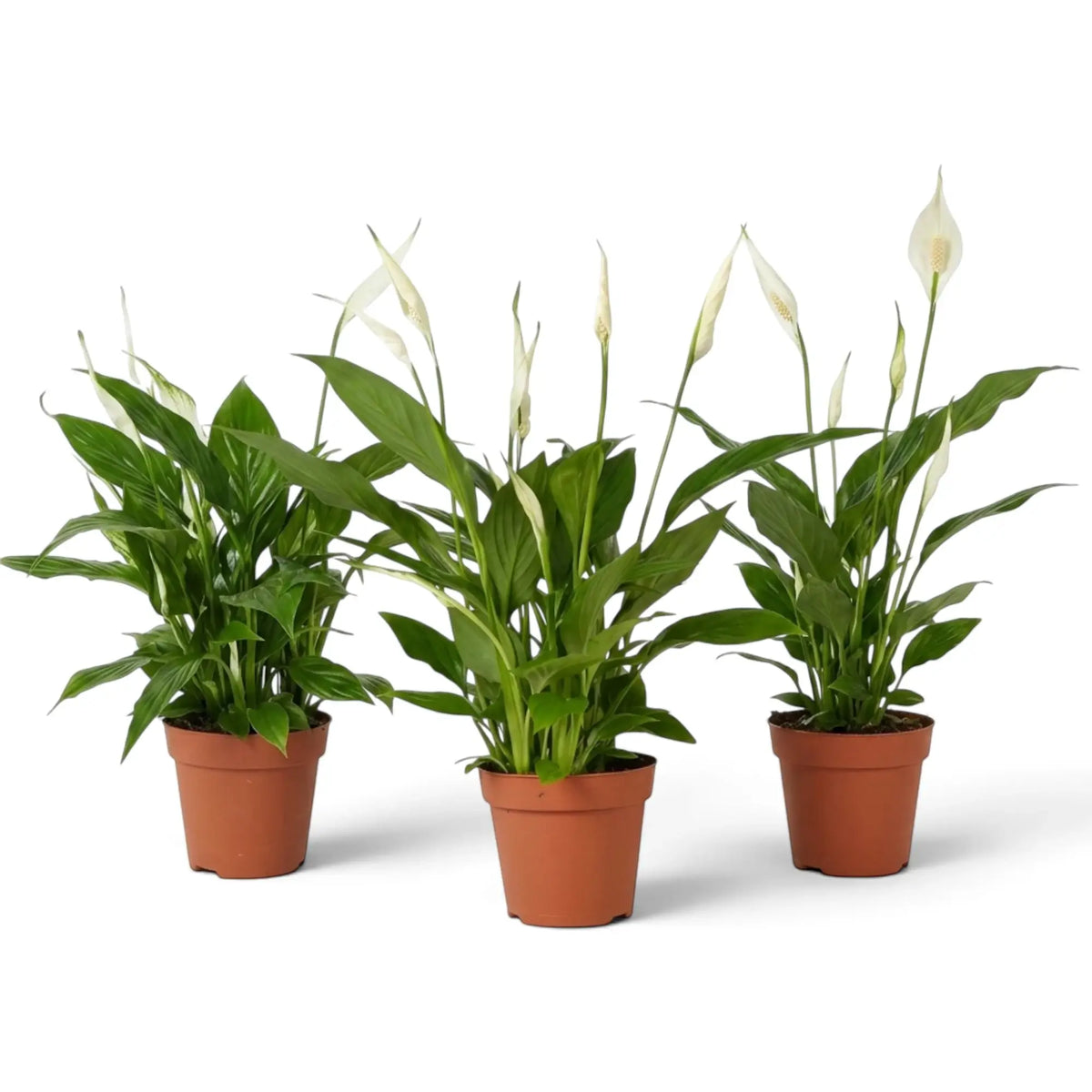 Spathiphyllum ‘Torelli’ im Kulturtopf mit dichtem Blattwerk und mehreren aufrechten weißen Hochblättern