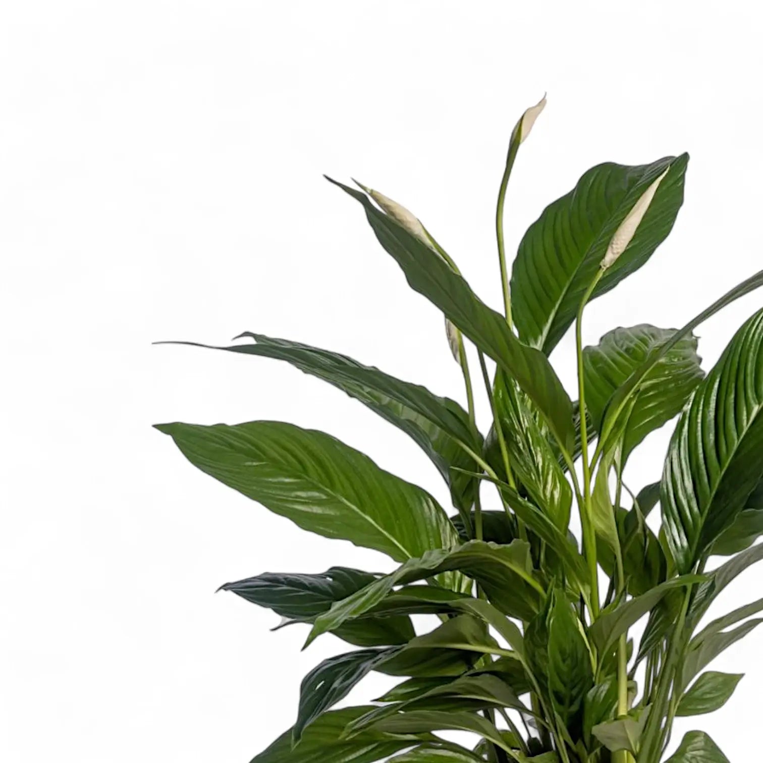 Spathiphyllum 'Vivaldi' – Blattdetail vor weißem Hintergrund..