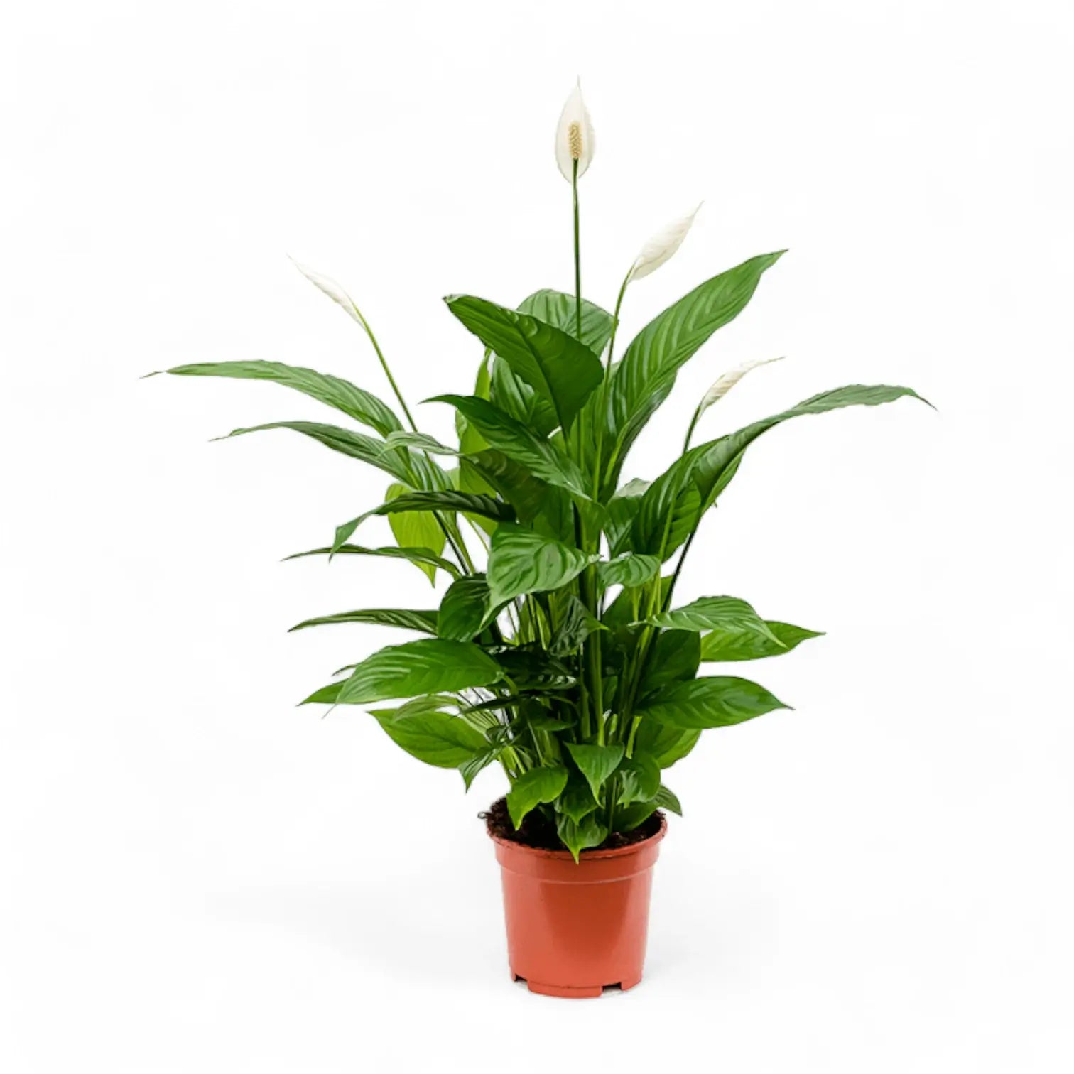 Spathiphyllum 'Vivaldi' potted plant in nursery pot on white background.