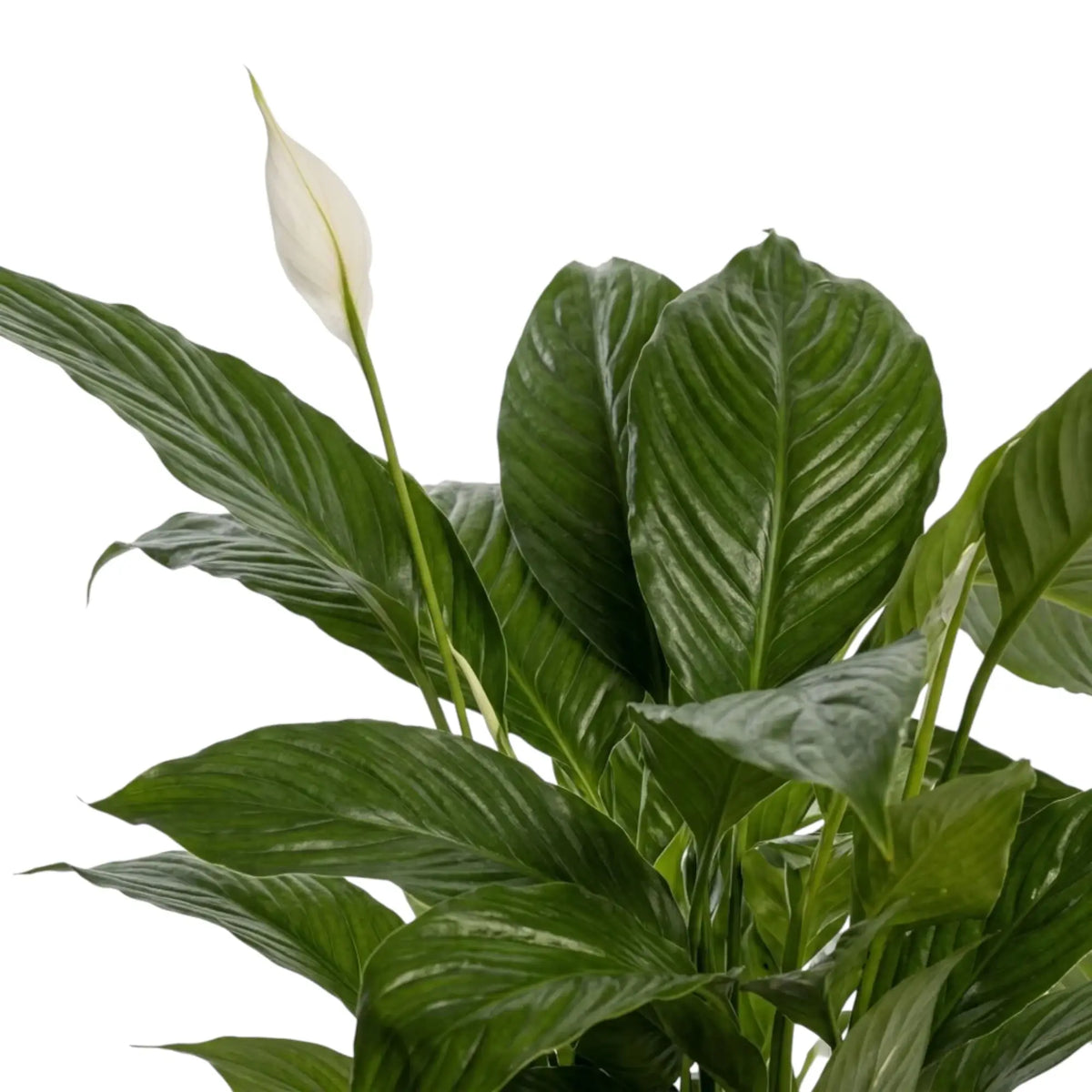 Spathiphyllum 'Vivaldi' – Nahaufnahme eines dunkelgrünen Blatts mit kräftiger Mittelrippe und feiner Rippung