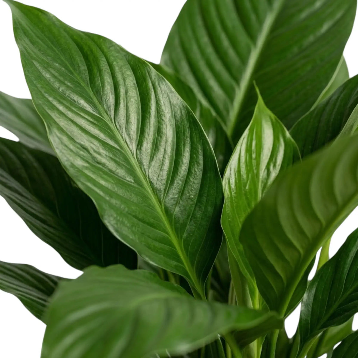 Spathiphyllum 'Vivaldi' – Blattdetail mit glänzenden lanzettlichen Blättern und markanten Adern