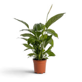 Spathiphyllum 'Vivaldi' im Kulturtopf mit bogig überhängenden lanzettlichen Blättern und dichtem Austrieb an der Basis