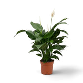 Spathiphyllum 'Vivaldi' mit dunkelgrünem Blattwerk, teils aufrecht und teils bogig überhängend