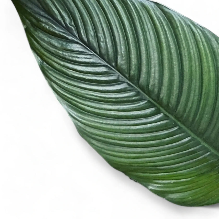 Spathiphyllum wallisii 'Sensation' leaf close-up on white background.