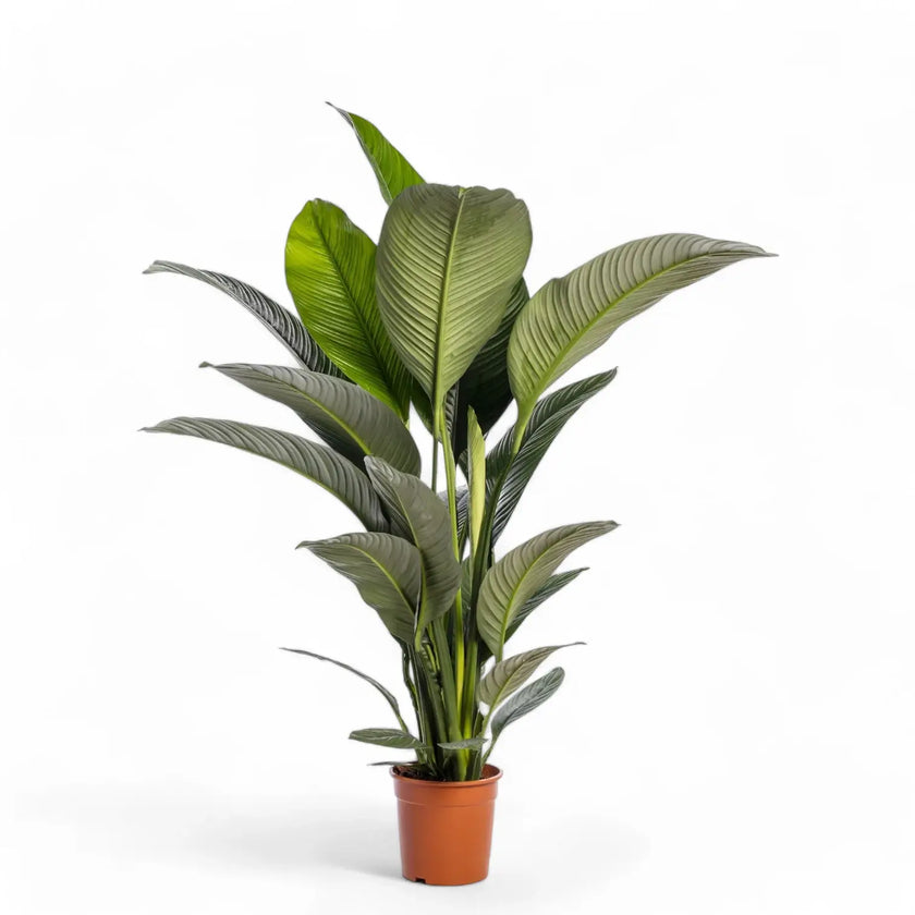 Spathiphyllum wallisii 'Sensation' potted plant in nursery pot on white background.