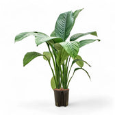 Spathiphyllum wallisii 'Sensation' – Zimmerpflanze im Kulturtopf auf weißem Hintergrund, Produktfoto 3.