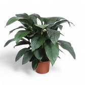 Spathiphyllum wallisii 'Sensation' – Zimmerpflanze im Kulturtopf auf weißem Hintergrund, Produktfoto 6.
