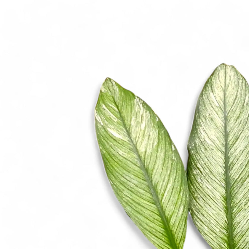 Spathiphyllum wallisii 'Sensation' variegata close-up of leaf on white background.