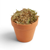 Terracotta pot filled with sphagnum moss on a white background