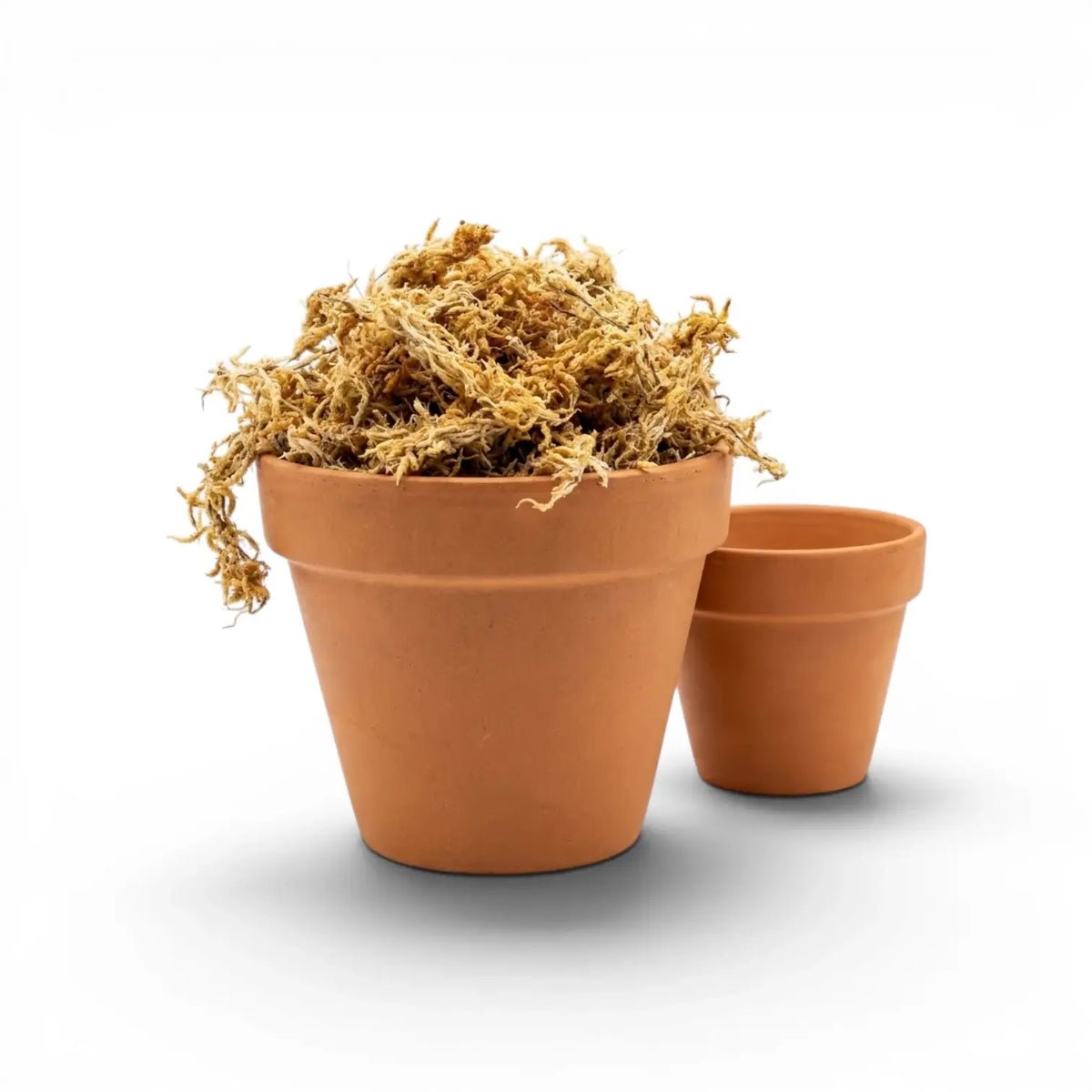 Two terracotta pots with sphagnum moss on a white background