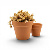 Two terracotta pots with sphagnum moss on a white background