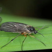 Steinernema feltiae - gegen Trauermücken und Thripse vor weißem Hintergrund, Produktfoto 4.