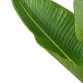 Strelitzia nicolai – Blattdetail vor weißem Hintergrund..