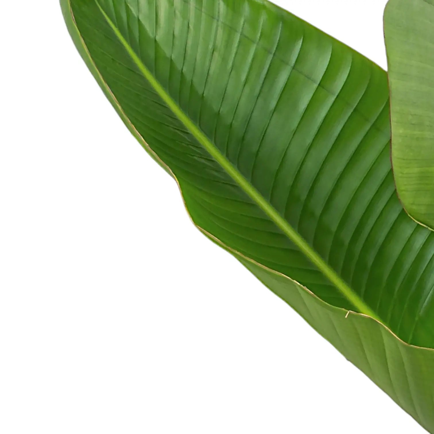 Strelitzia nicolai – Blattdetail vor weißem Hintergrund..