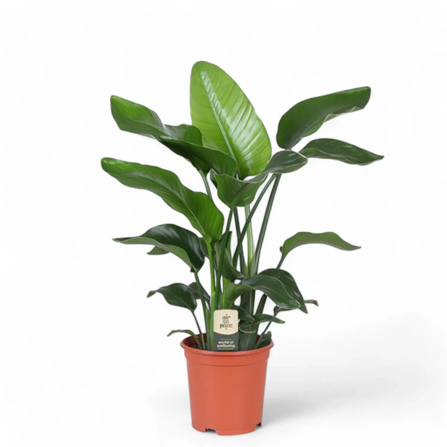 Strelitzia nicolai – Zimmerpflanze im Kulturtopf auf weißem Hintergrund, Produktfoto 10.