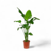 Strelitzia nicolai – Zimmerpflanze im Kulturtopf auf weißem Hintergrund, Produktfoto 12.