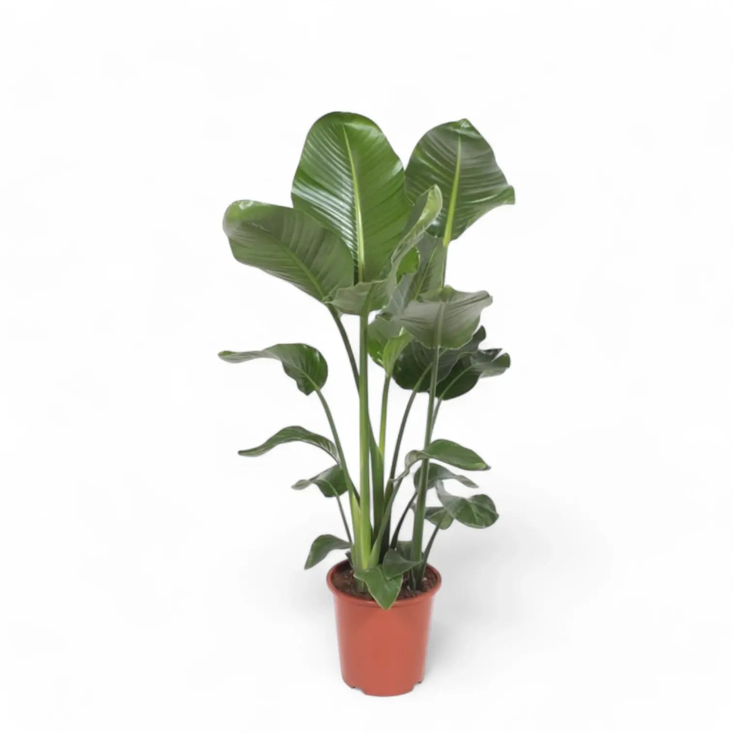 Strelitzia nicolai – Zimmerpflanze im Kulturtopf auf weißem Hintergrund, Produktfoto 13.