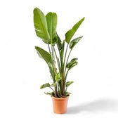 Strelitzia nicolai – Zimmerpflanze im Kulturtopf auf weißem Hintergrund, Produktfoto 14.