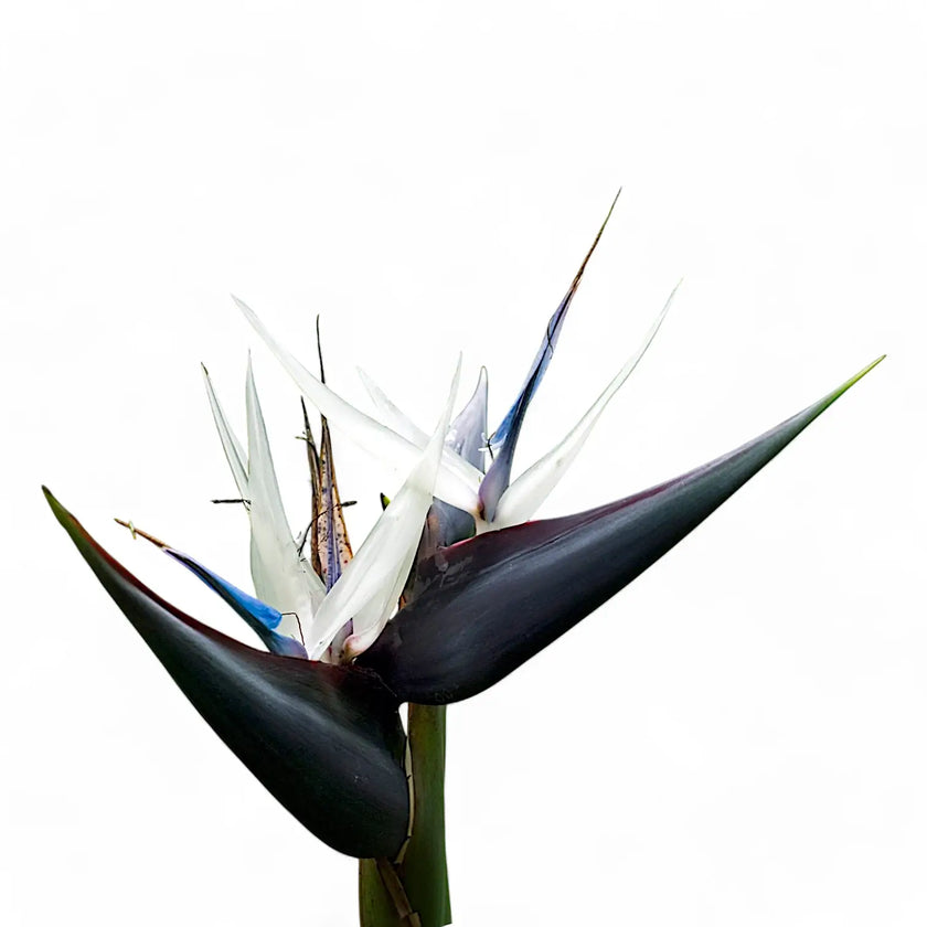 Strelitzia nicolai potted plant in nursery pot on white background.