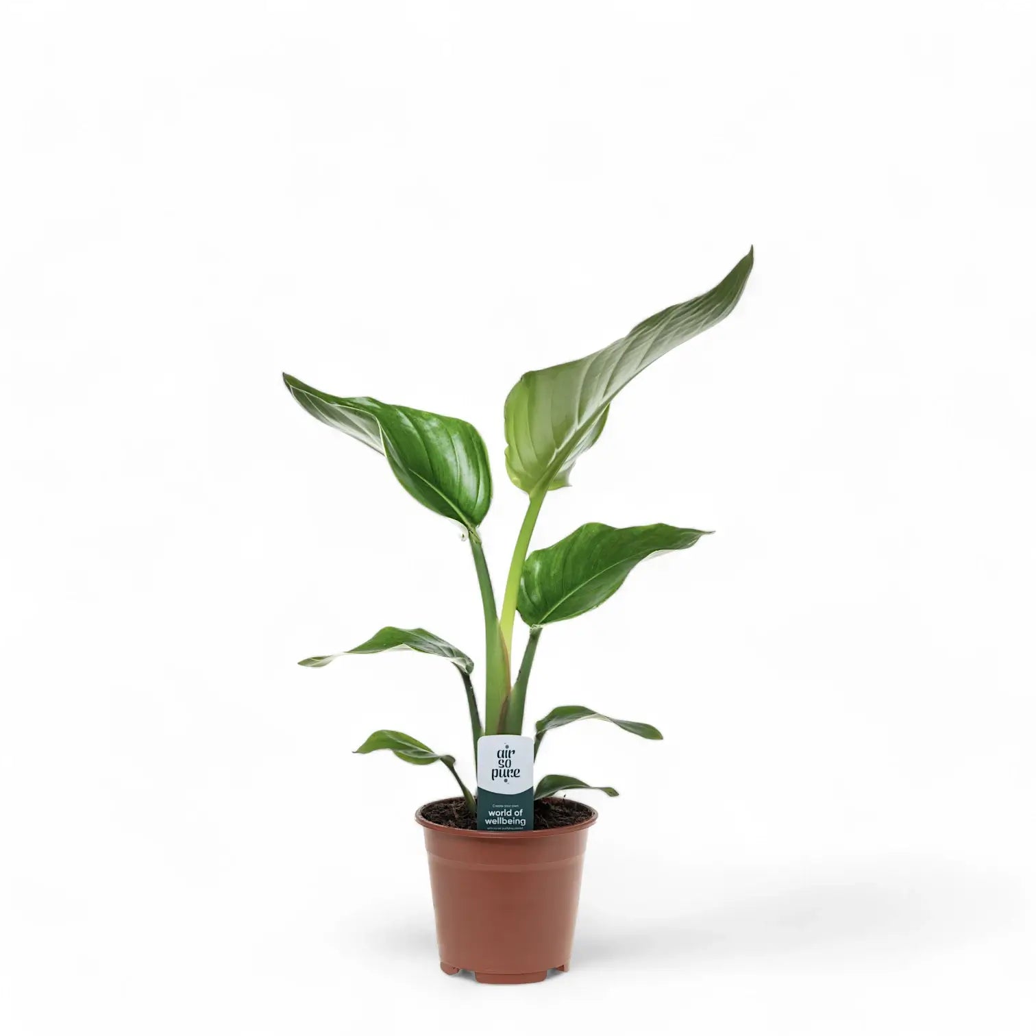 Strelitzia nicolai – Zimmerpflanze im Kulturtopf auf weißem Hintergrund, Produktfoto 6.