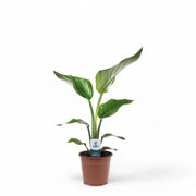 Strelitzia nicolai – Zimmerpflanze im Kulturtopf auf weißem Hintergrund, Produktfoto 6.