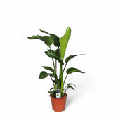 Strelitzia nicolai – Zimmerpflanze im Kulturtopf auf weißem Hintergrund, Produktfoto 7.