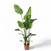 Strelitzia nicolai – Zimmerpflanze im Kulturtopf auf weißem Hintergrund, Produktfoto 9.
