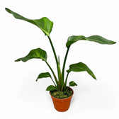 Strelitzia nicolai variegata potted plant in nursery pot on white background.