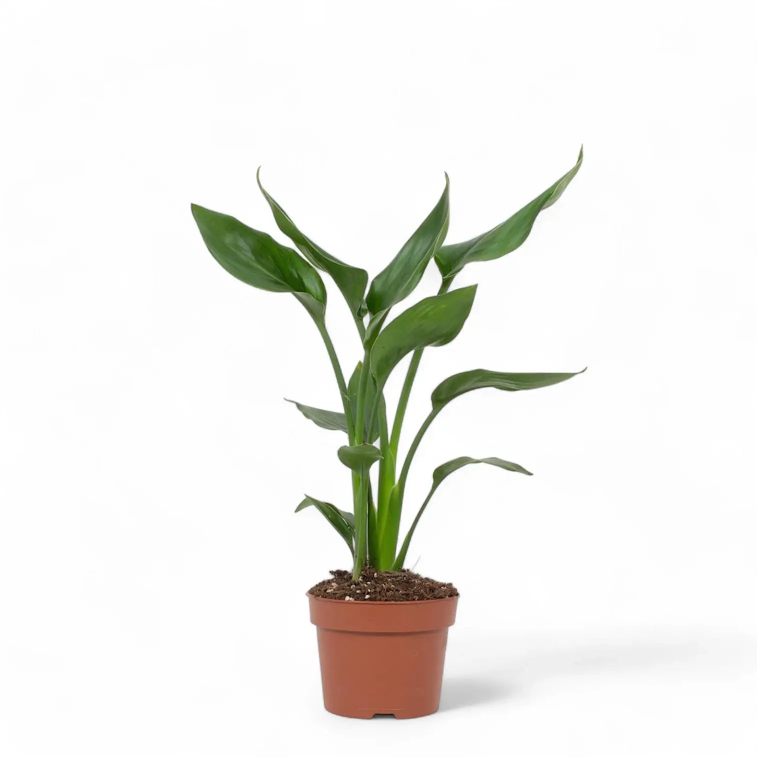 Strelitzia reginae potted plant in nursery pot on white background.