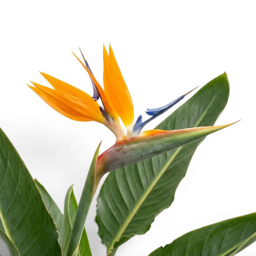 Close-up of Strelitzia reginae flower with green leaves, on white background