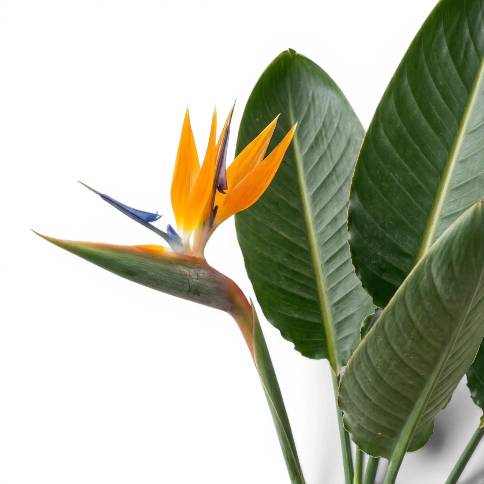Nahaufnahme einer Strelitzia reginae-Blüte mit grünen Blättern vor weißem Hintergrund