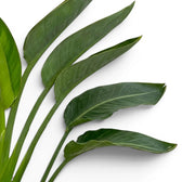 Nahaufnahme der Blätter von Strelitzia reginae vor weißem Hintergrund