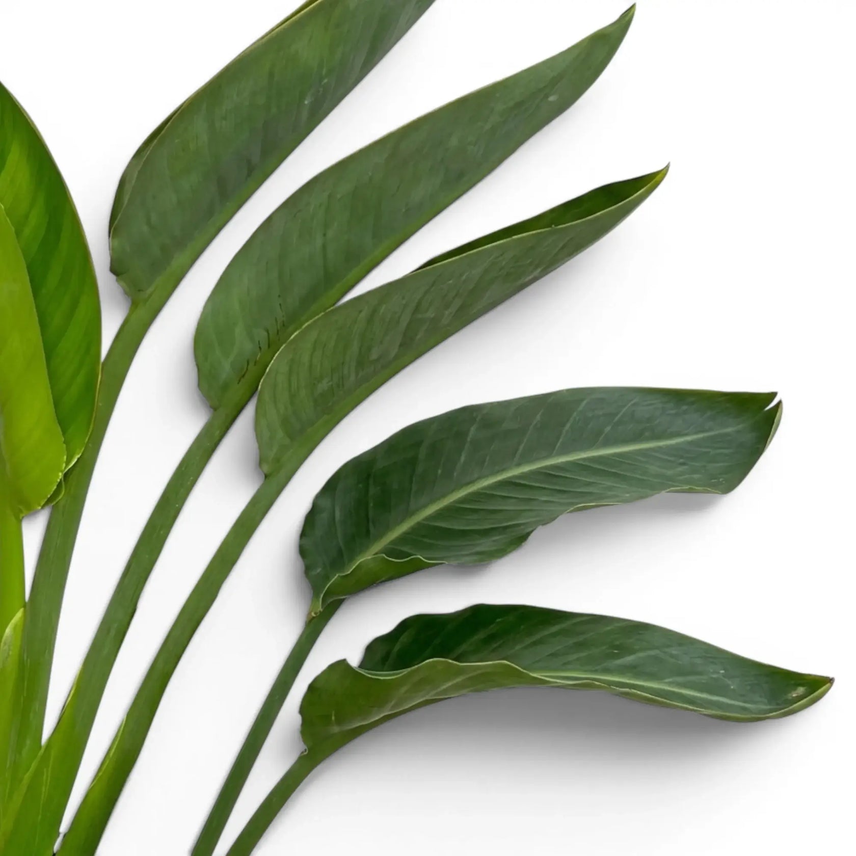 Nahaufnahme der Blätter von Strelitzia reginae vor weißem Hintergrund