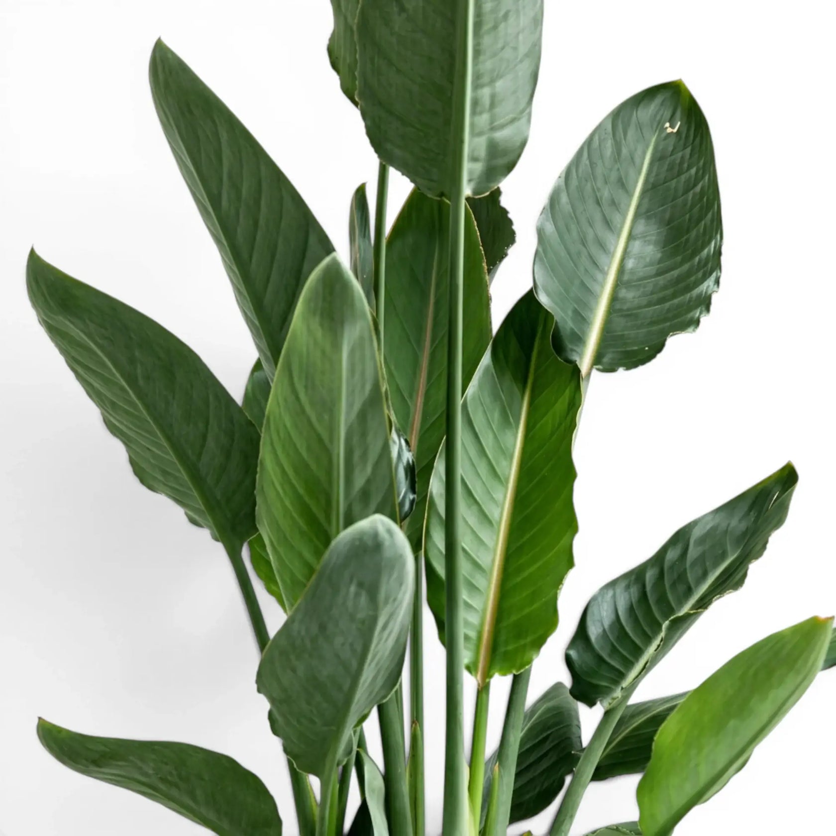 Nahaufnahme der Blätter von Strelitzia reginae vor weißem Hintergrund