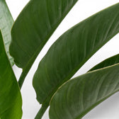 Nahaufnahme von Strelitzia reginae-Blättern vor weißem Hintergrund