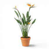 Strelitzia reginae im Kulturtopf vor weißem Hintergrund