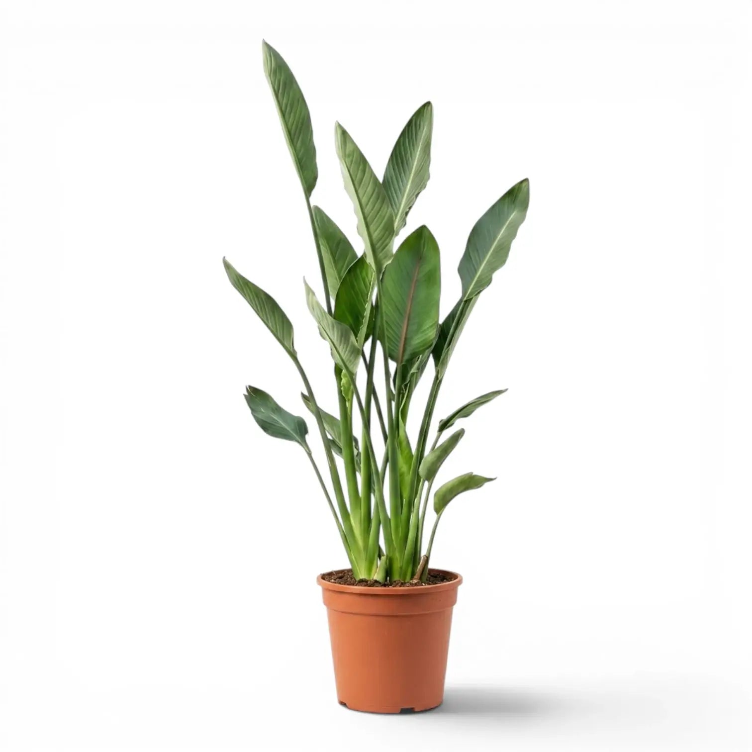Strelitzia reginae im Kulturtopf vor weißem Hintergrund