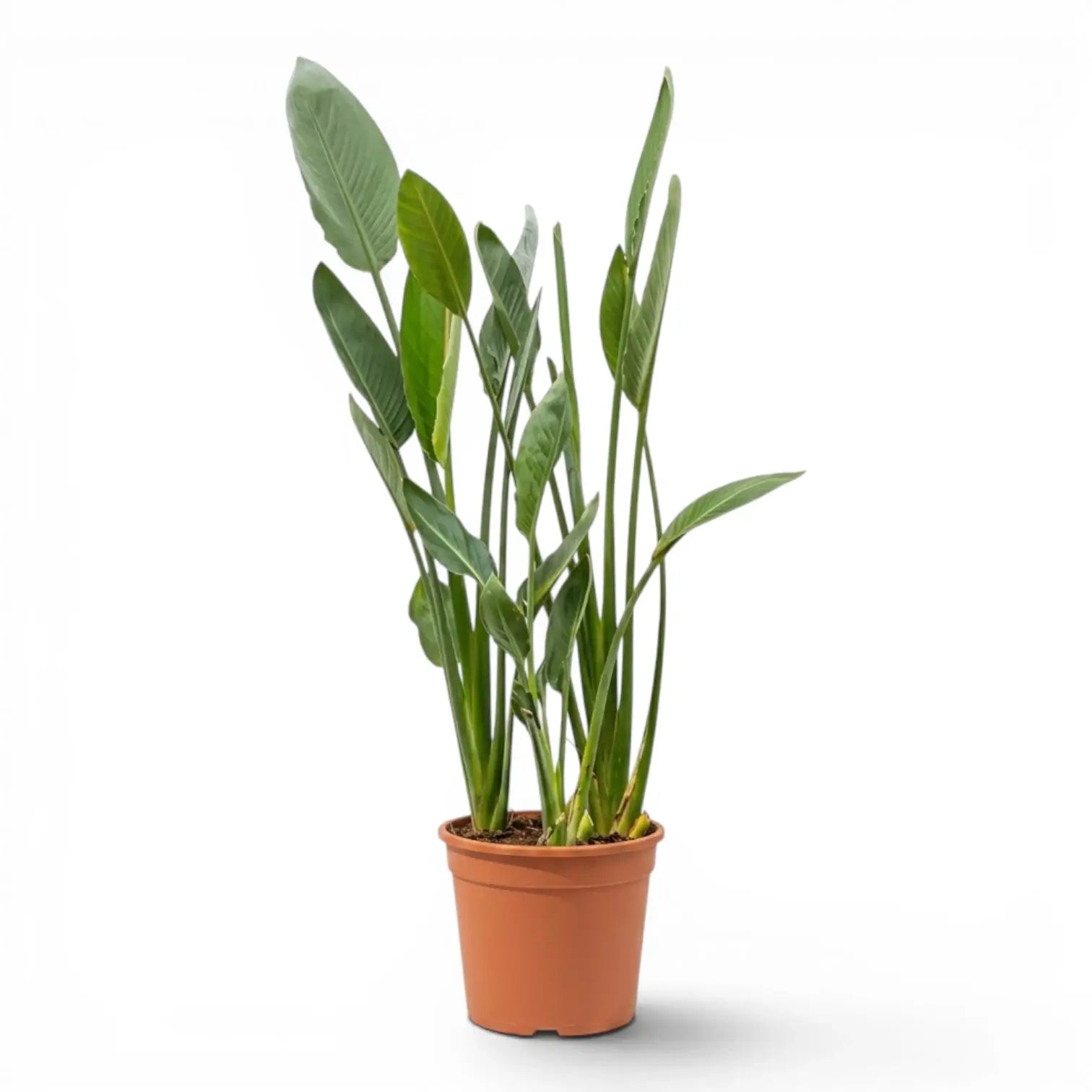 Strelitzia reginae im Kulturtopf vor weißem Hintergrund