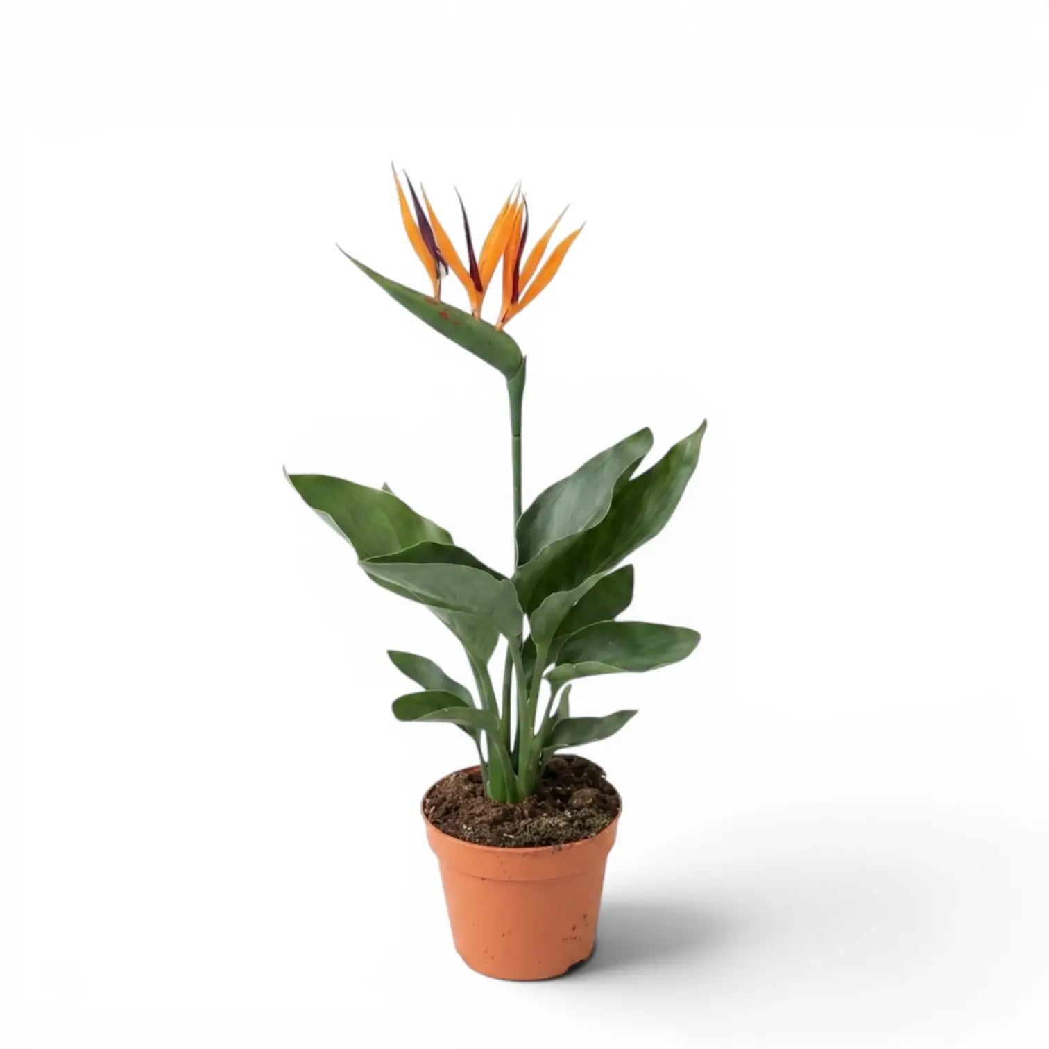 Kleine Strelitzia reginae im Kulturtopf vor weißem Hintergrund