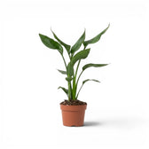 Kleine Strelitzia reginae im Kulturtopf vor weißem Hintergrund