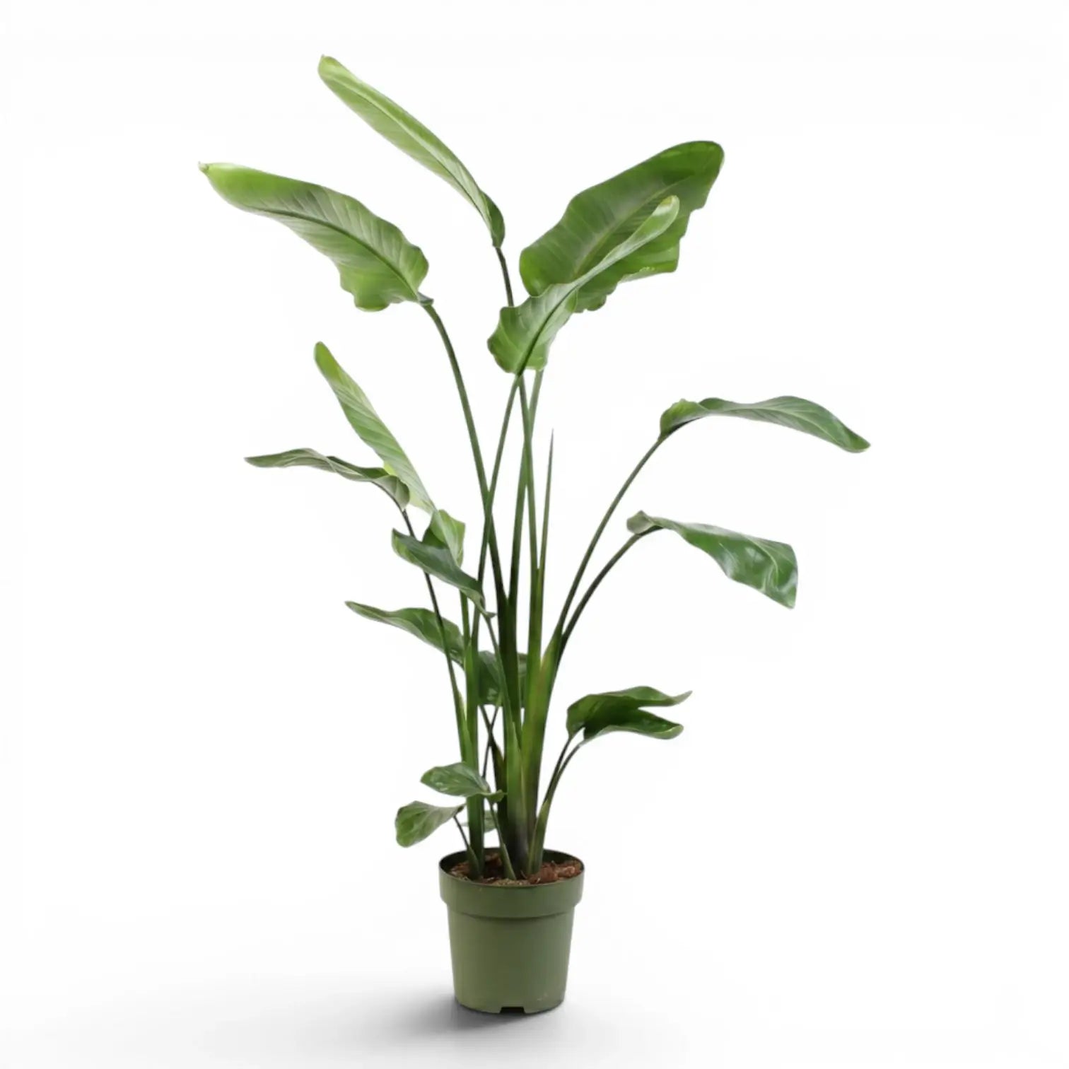 Sehr große Strelitzia nicolai im Kulturtopf vor weißem Hintergrund