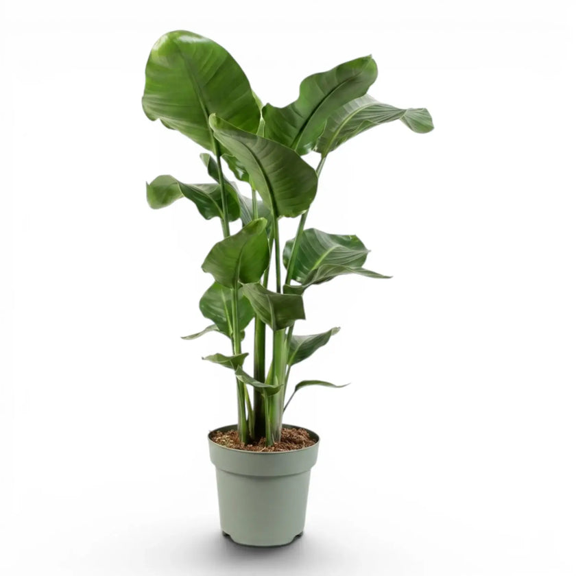 Extra large Strelitzia nicolai plant in a nursery pot on white background